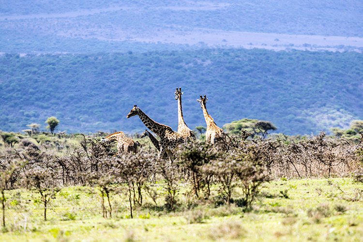 TZA ARU Ngorongoro 2016DEC23 057